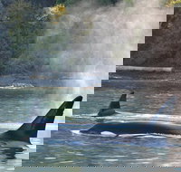 Whale Watching from Friday Harbor - Accommodation Michigan