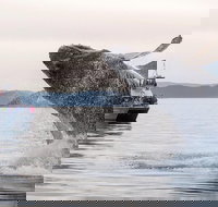 Anacortes Whale Watching - Accommodation Michigan