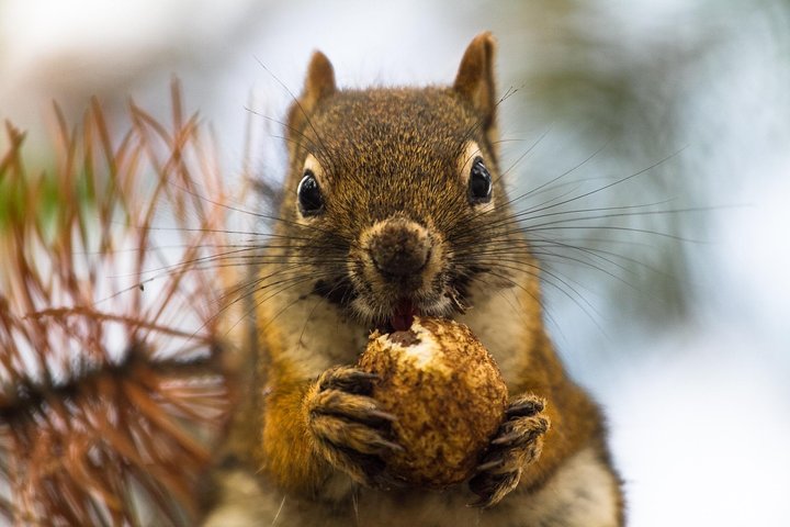 Two-Day Private Tour Of Yellowstone National Park - thumb 1
