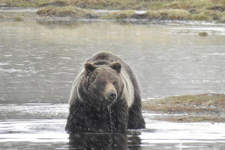 Two-Day Private Tour Of Yellowstone National Park - thumb 2
