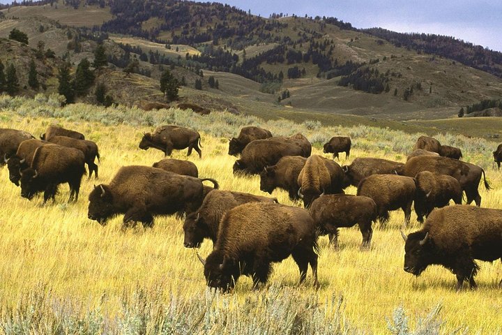 Two-Day Private Tour Of Yellowstone National Park - thumb 5