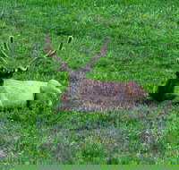 Lower Loop of Yellowstone Tours - Accommodation Michigan