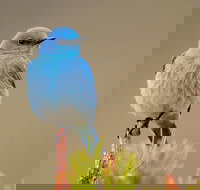 Yellowstone Lower Loop Guided Tour from Cody Wyoming - Accommodation Michigan