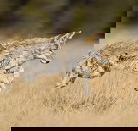 Yellowstone Custom Wildlife and Nature Tour - Accommodation Michigan