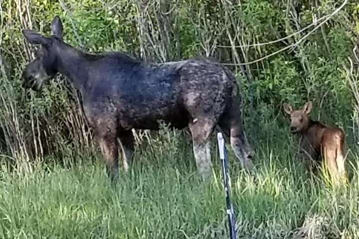 The Great West- Grand Tetons, Yellowstone, Mount Rushmore, Glacier National Park - thumb 3