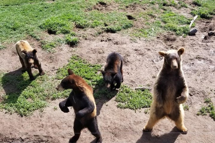 The Great West- Grand Tetons, Yellowstone, Mount Rushmore, Glacier National Park - thumb 5
