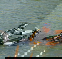 Red Canyon River Trips 100pm - Accommodation Michigan