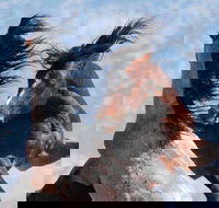 Red Canyon Wild Mustang Tour 530pm. - Accommodation Michigan