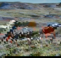 Private Red Canyon Wild Mustang Tour - Accommodation Michigan