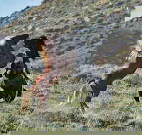 Red Canyon Mustang Tour 830am. - Accommodation Michigan