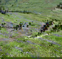 Small group Tour in Mt Rainier with air-conditioned Van Transfer - Accommodation Michigan