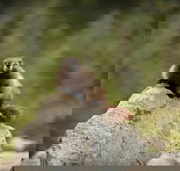 Mt. Rainier Day Trip from Seattle - Accommodation Michigan