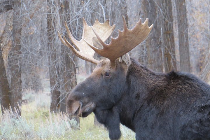 Grand Teton National Park - Sunset Guided Tour From Jackson Hole - thumb 2