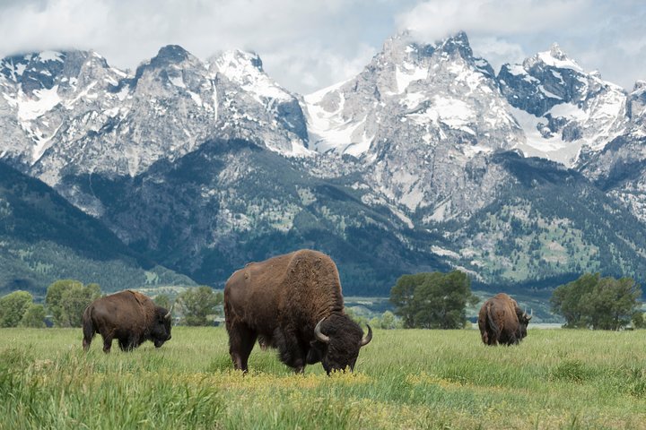 Yellowstone Old Faithful, Waterfalls And Wildlife Day Tour - thumb 2