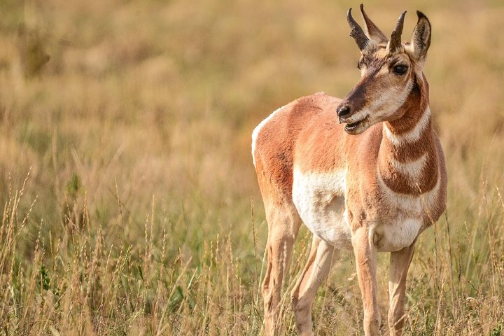 Yellowstone Old Faithful, Waterfalls And Wildlife Day Tour - thumb 5