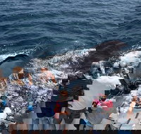 Newport Beach Whale and Dolphin Watching Cruise - Accommodation Michigan