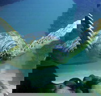 SEA LIFE Aquarium Minnesota Admission Ticket at Mall of America - Accommodation Michigan